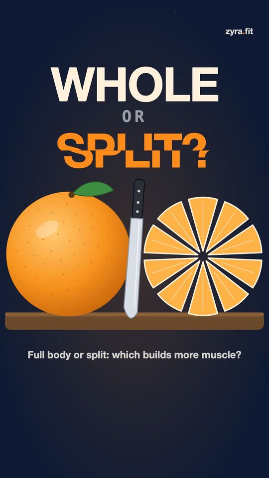 Opening frame of the Zyra film "Full body or split: which builds more muscle?"