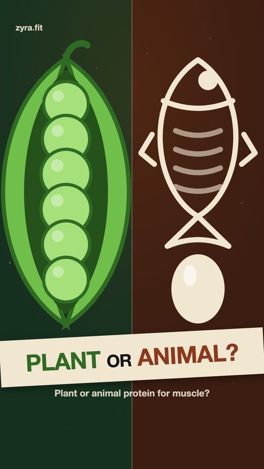 Opening frame of the Zyra film "Plant or animal protein for muscle?"